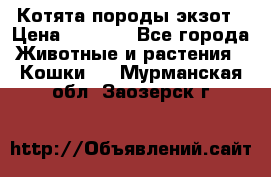 Котята породы экзот › Цена ­ 7 000 - Все города Животные и растения » Кошки   . Мурманская обл.,Заозерск г.